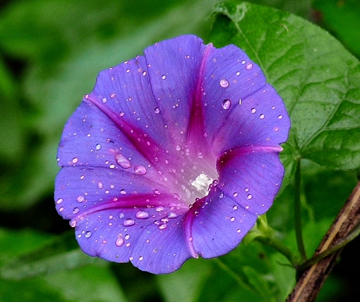 {Ipomoea purpurea}